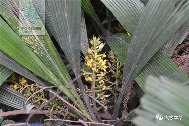 大叶仙茅见过吗？能补肾壮阳祛风除湿